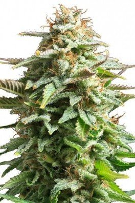 Pineapple Kush (Zativo Seeds)