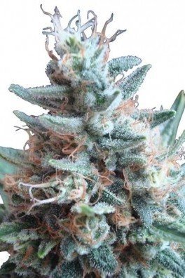 Sweet Candy (Zativo Seeds)