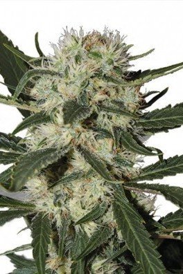 Northern Lights (Zativo Seeds)