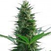 Cheese (Zativo Seeds)