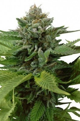 Blue Widow (Zativo Seeds)