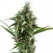 Amnesia Haze Autoflowering (Zativo Seeds)