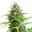 Sweet Candy Autoflowering (Zativo Seeds)