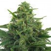 Lowryder 2 Autoflowering (Zativo Seeds)