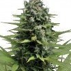 Lemon Haze (Zativo Seeds)