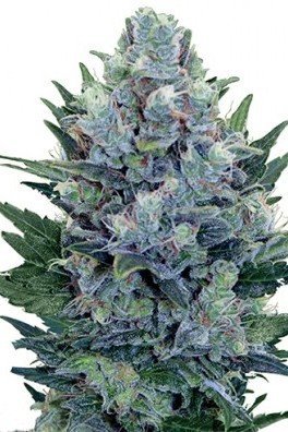 Blue Cheese Autoflowering (Zativo Seeds)