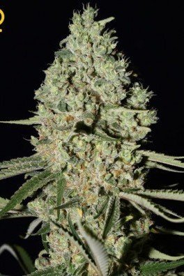 Super Critical (Greenhouse Seeds)