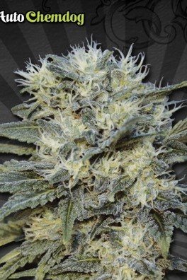 Auto Chemdog (Auto Seeds)