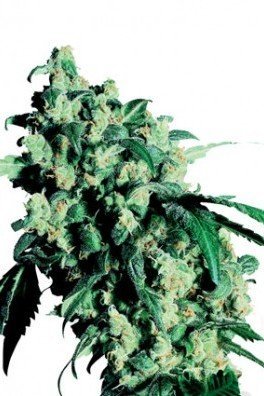 Super Skunk (Sensi Seeds)