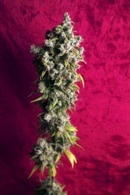 Blackdance (Reggae Seeds)