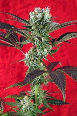 Blackdance (Reggae Seeds)