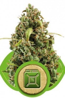 Diesel Automatic (Royal Queen Seeds)