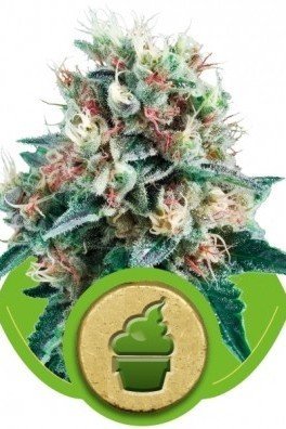 Royal AK Automatic (Royal Queen Seeds)