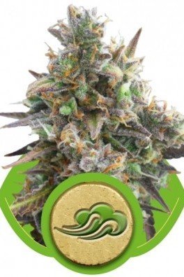 Royal AK Automatic (Royal Queen Seeds)