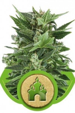 Royal Kush Automatic (Royal Queen Seeds)