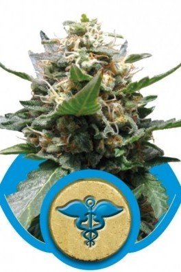 Royal Medic (Royal Queen Seeds)