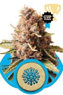 Euphoria (Royal Queen Seeds)