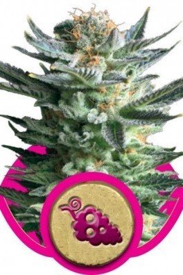 Royal AK Automatic (Royal Queen Seeds)