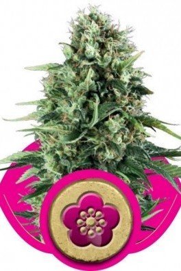 Royal AK Automatic (Royal Queen Seeds)