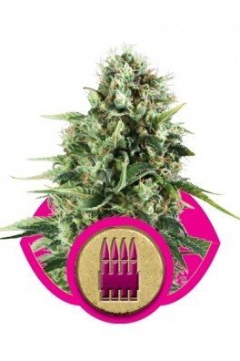 Royal AK Automatic (Royal Queen Seeds)