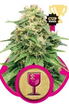 Critical (Royal Queen Seeds)