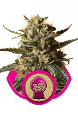 Bubblegum XL (Royal Queen Seeds)