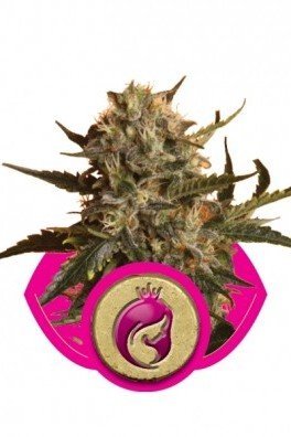 Royal AK Automatic (Royal Queen Seeds)