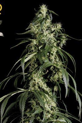 Arjan's Haze 1 (Greenhouse Seeds)