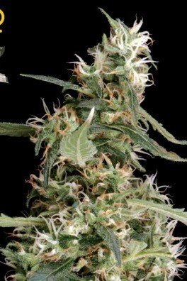 Arjan's Ultra Haze 1 (Greenhouse Seeds)