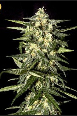 Big Bang Autoflowering (Greenhouse Seeds)