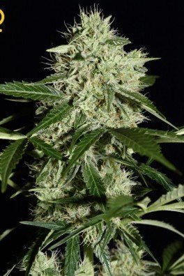 Northern Lights Autoflowering (Greenhouse Seeds)