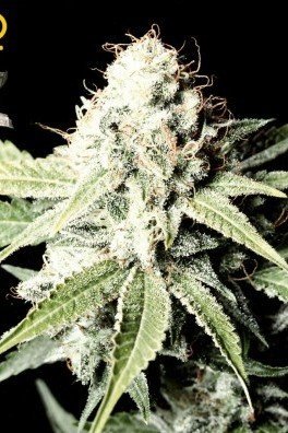 Big Bang Autoflowering (Greenhouse Seeds)