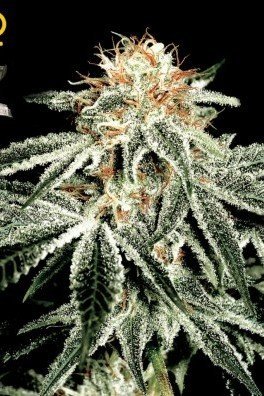 White Widow (Greenhouse Seeds)