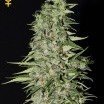 Diamond Girl (Greenhouse Seeds)