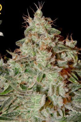 Lemon Skunk (Greenhouse Seeds)