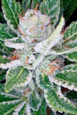 Sleestack (DNA Genetics)