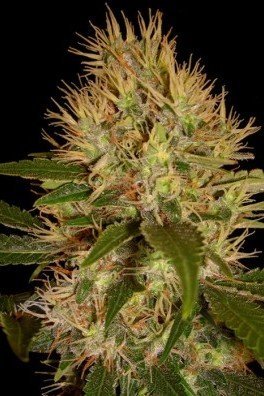 Martian Mean Green (DNA Genetics)