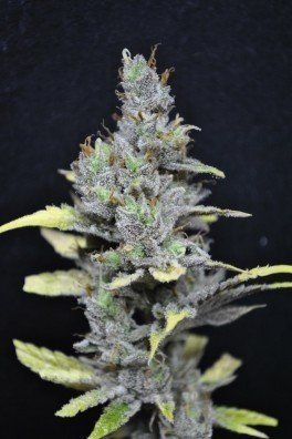 CBD MediHaze (CBD Crew)