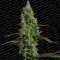 Atomical Haze (Paradise Seeds)