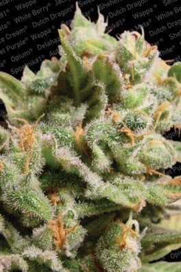 Dutch Dragon (Paradise Seeds)