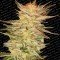 Ice Cream (Paradise Seeds)