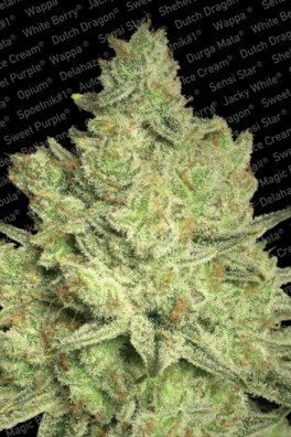 Jacky White (Paradise Seeds)