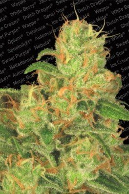 Auto Acid (Paradise Seeds)