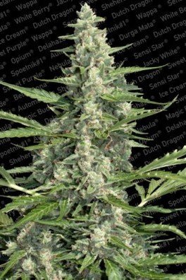 Pandora (Paradise Seeds)