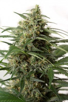 Moby Dick XXL Autoflowering (Dinafem)