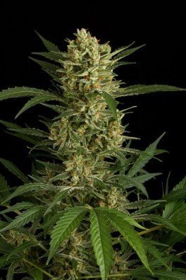 Original Amnesia Autoflowering (Dinafem)