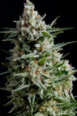 Auto Anesthesia (Pyramid Seeds)