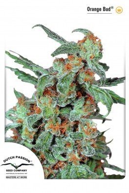 Orange Bud (Dutch Passion)