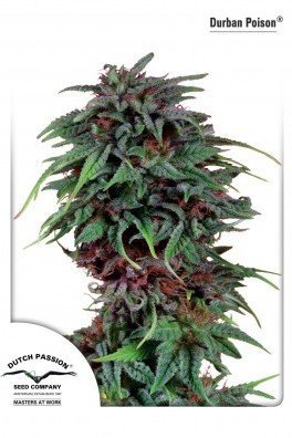 Durban Poison (Dutch Passion)