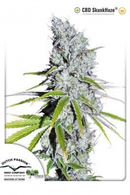 Blueberry (Dutch Passion)